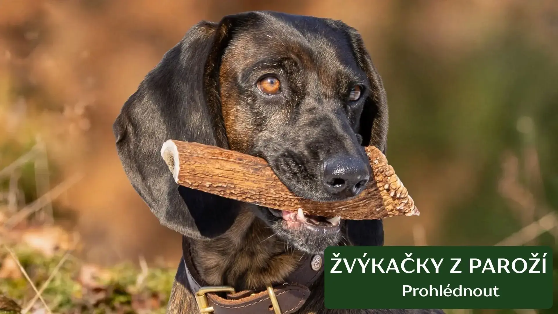 Žvýkačky pro psy