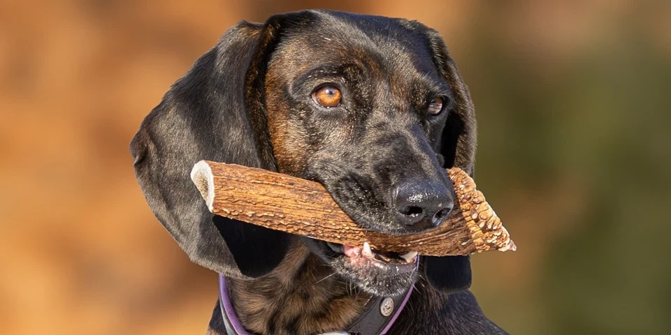 Dog chews Arture Art & Nature