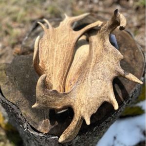 Fallow deer antler bowl for fruits