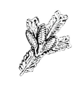 Badge smaller pine twig with cones