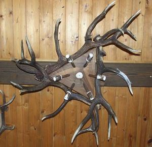 Deer antler ceiling light with 6 candle lamps