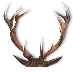 Pair deer antlers – price for 1kg