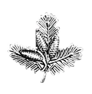 Badge wider pine twig with cones